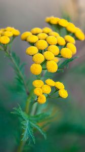 Preview wallpaper tansy, flowers, inflorescences, yellow, plant