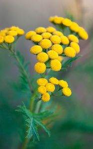 Preview wallpaper tansy, flowers, inflorescences, yellow, plant