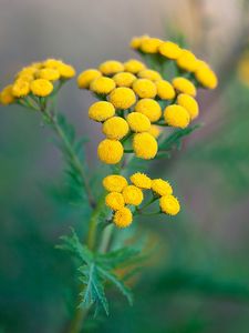 Preview wallpaper tansy, flowers, inflorescences, yellow, plant