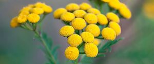 Preview wallpaper tansy, flowers, inflorescences, yellow, plant