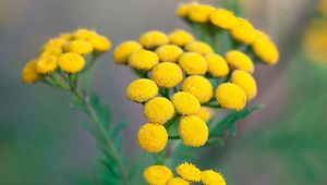 Preview wallpaper tansy, flowers, inflorescences, yellow, plant