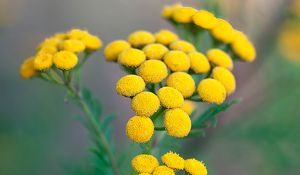 Preview wallpaper tansy, flowers, inflorescences, yellow, plant