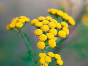 Preview wallpaper tansy, flowers, inflorescences, yellow, plant