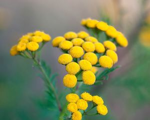 Preview wallpaper tansy, flowers, inflorescences, yellow, plant