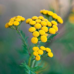 Preview wallpaper tansy, flowers, inflorescences, yellow, plant