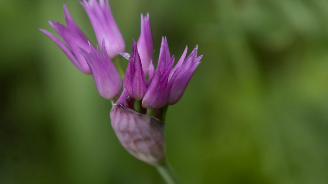 Wallpaper tapertip onion, flower, inflorescence, purple