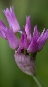 Preview wallpaper tapertip onion, flower, inflorescence, purple