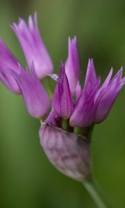 Preview wallpaper tapertip onion, flower, inflorescence, purple