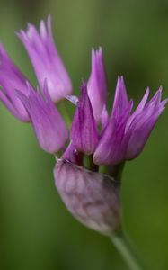 Preview wallpaper tapertip onion, flower, inflorescence, purple