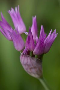 Preview wallpaper tapertip onion, flower, inflorescence, purple