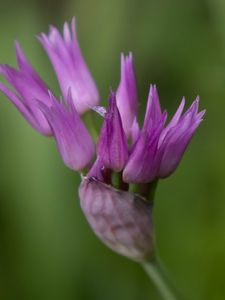 Preview wallpaper tapertip onion, flower, inflorescence, purple