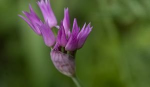 Preview wallpaper tapertip onion, flower, inflorescence, purple