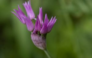 Preview wallpaper tapertip onion, flower, inflorescence, purple