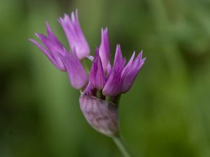 Preview wallpaper tapertip onion, flower, inflorescence, purple