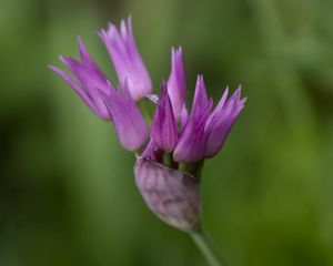 Preview wallpaper tapertip onion, flower, inflorescence, purple