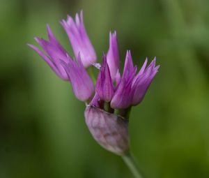 Preview wallpaper tapertip onion, flower, inflorescence, purple