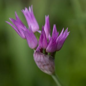 Preview wallpaper tapertip onion, flower, inflorescence, purple