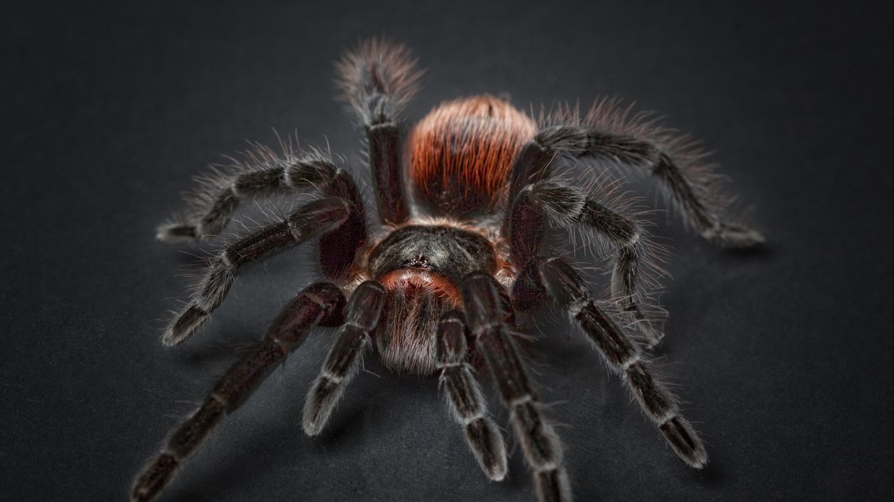 Wallpaper tarantula, arachnophobia, spider