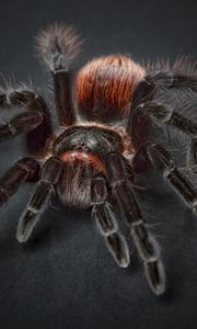 Preview wallpaper tarantula, arachnophobia, spider