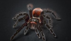 Preview wallpaper tarantula, arachnophobia, spider