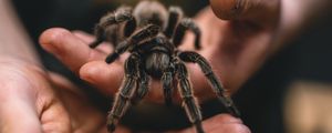 Preview wallpaper tarantula, spider, hands