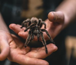 Preview wallpaper tarantula, spider, hands