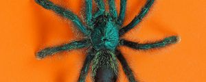 Preview wallpaper tarantula, spider, insect, fluffy, orange