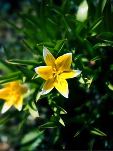 Preview wallpaper tard, tulip, flower, petals, leaves