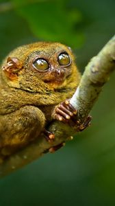 Preview wallpaper tarsier, big eyes, branch, sit