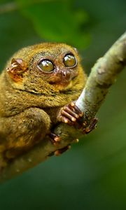 Preview wallpaper tarsier, big eyes, branch, sit