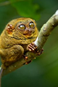 Preview wallpaper tarsier, big eyes, branch, sit