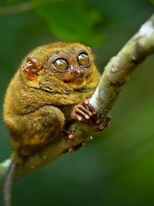 Preview wallpaper tarsier, big eyes, branch, sit