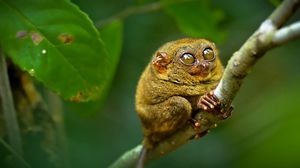 Preview wallpaper tarsier, big eyes, branch, sit