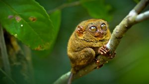 Preview wallpaper tarsier, big eyes, branch, sit