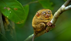 Preview wallpaper tarsier, big eyes, branch, sit