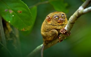 Preview wallpaper tarsier, big eyes, branch, sit