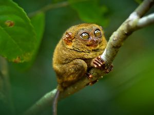 Preview wallpaper tarsier, big eyes, branch, sit