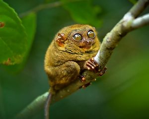 Preview wallpaper tarsier, big eyes, branch, sit