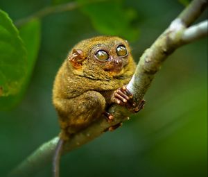 Preview wallpaper tarsier, big eyes, branch, sit