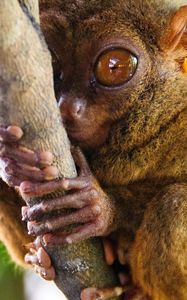 Preview wallpaper tarsier, primate, genus, big eyes