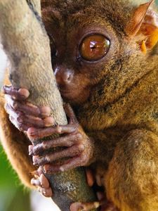 Preview wallpaper tarsier, primate, genus, big eyes