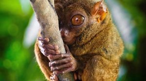 Preview wallpaper tarsier, primate, genus, big eyes