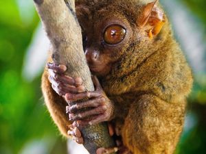 Preview wallpaper tarsier, primate, genus, big eyes