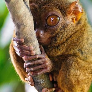 Preview wallpaper tarsier, primate, genus, big eyes