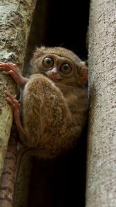 Preview wallpaper tarsier, wood, sit, face, eyes