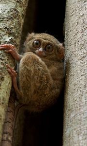 Preview wallpaper tarsier, wood, sit, face, eyes