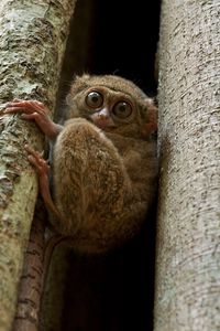 Preview wallpaper tarsier, wood, sit, face, eyes