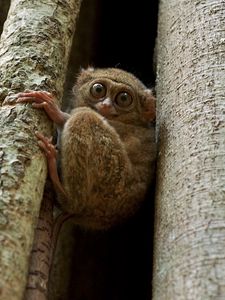 Preview wallpaper tarsier, wood, sit, face, eyes