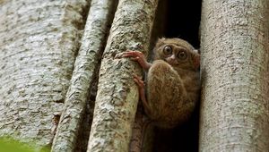 Preview wallpaper tarsier, wood, sit, face, eyes