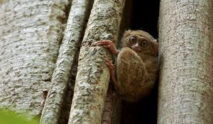 Preview wallpaper tarsier, wood, sit, face, eyes